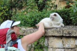 A cat I met in the Cotswolds